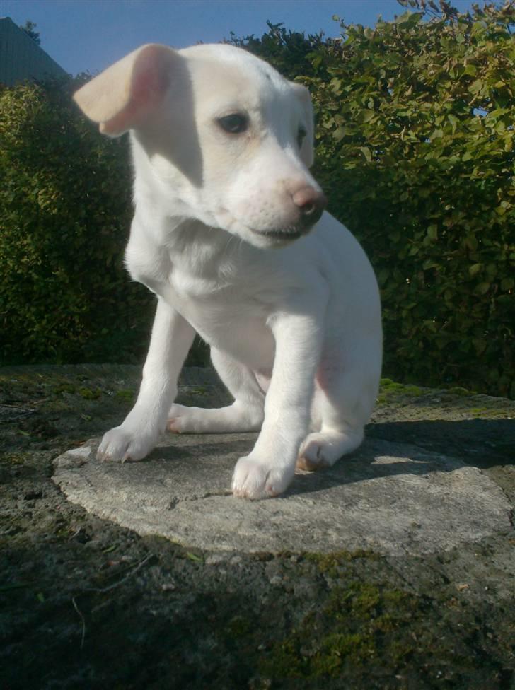 Blanding af racer Lærke billede 13