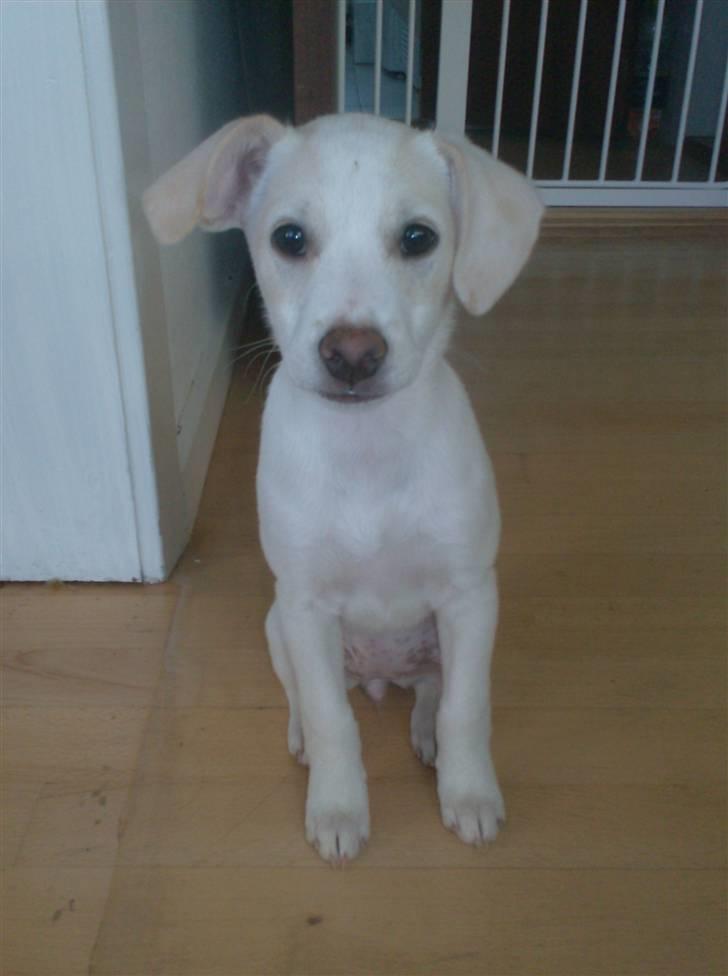 Blanding af racer Lærke billede 14