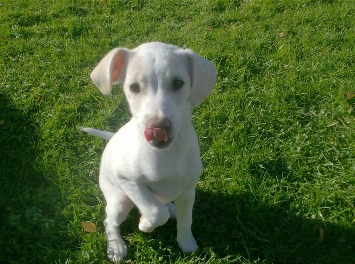 Blanding af racer Lærke billede 15