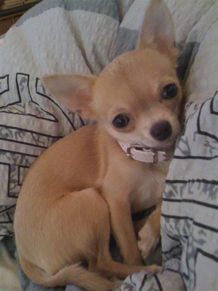 Chihuahua Baby'Loo Tequila - Baby 8 mdr. gammel. billede 15