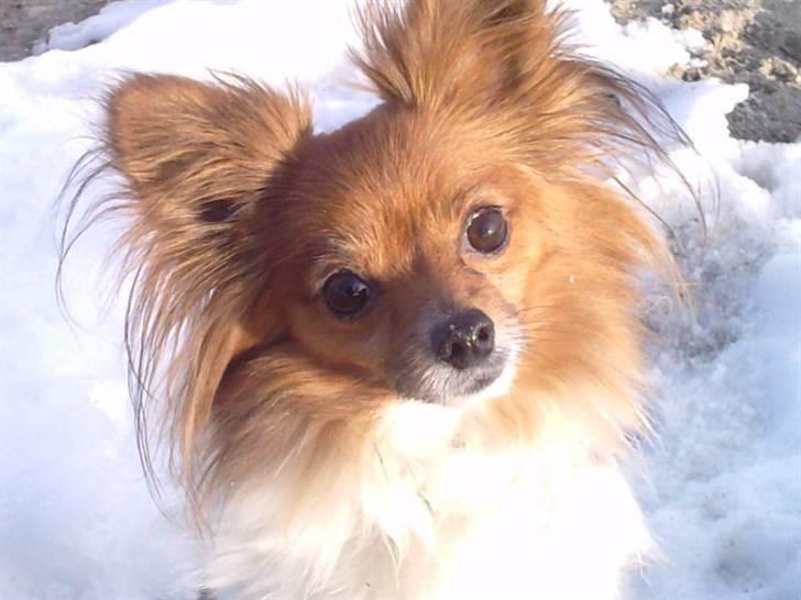 Papillon nikki billede 20