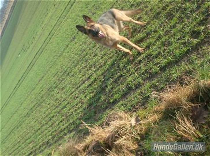 Schæferhund Zita (chefen) billede 10