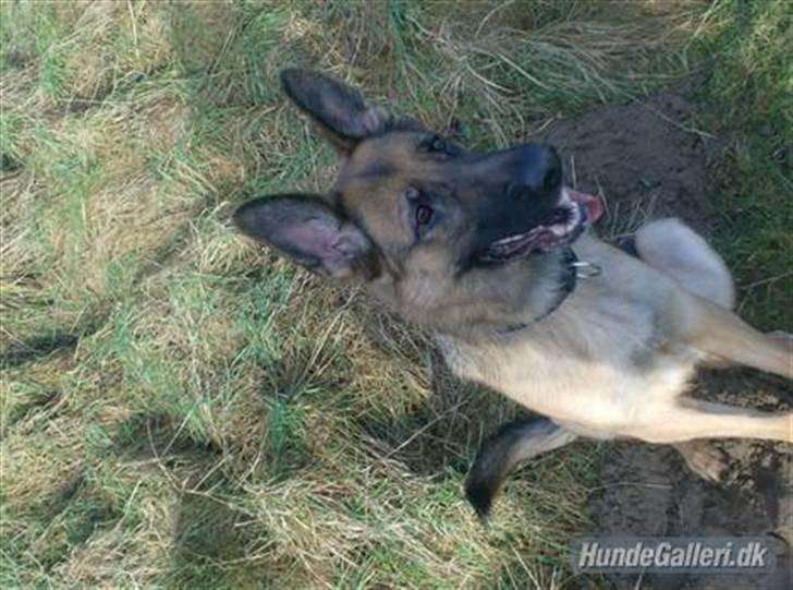 Schæferhund Zita (chefen) billede 11