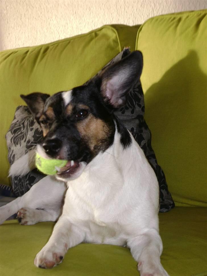 Jack russell terrier Ollie billede 5