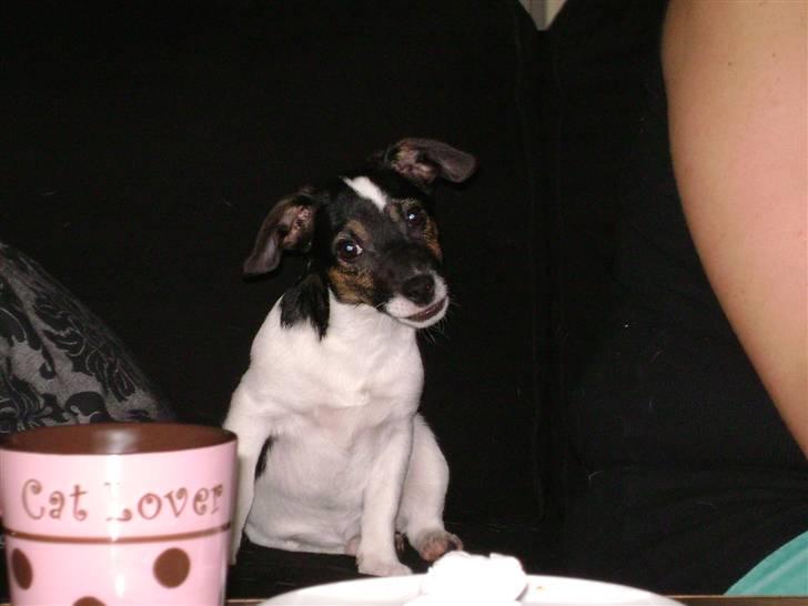 Jack russell terrier Ollie billede 6