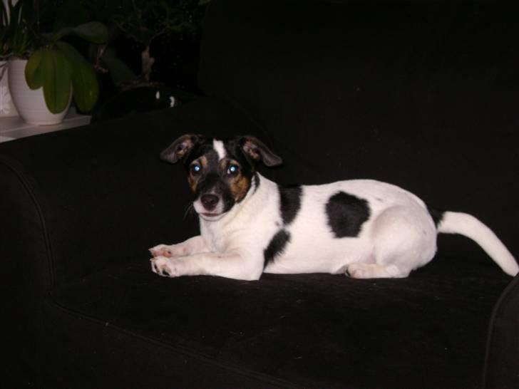 Jack russell terrier Ollie billede 7