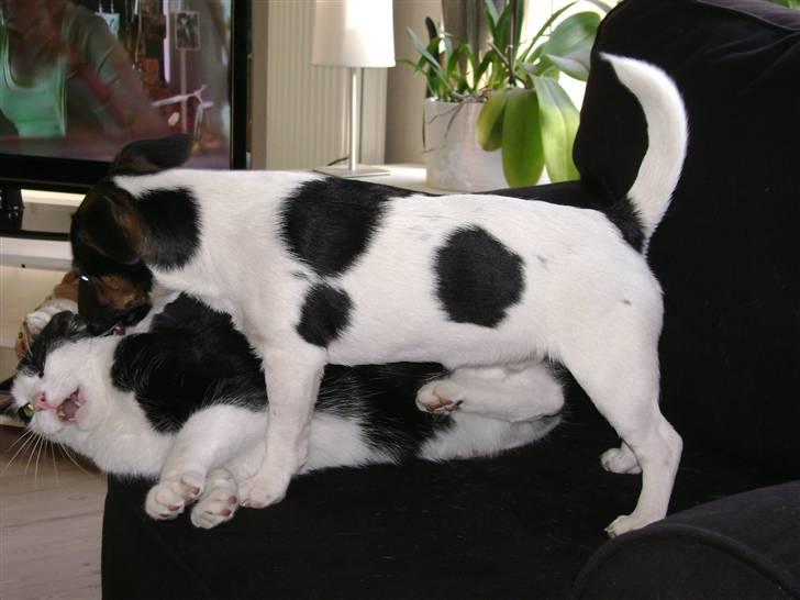Jack russell terrier Ollie billede 8