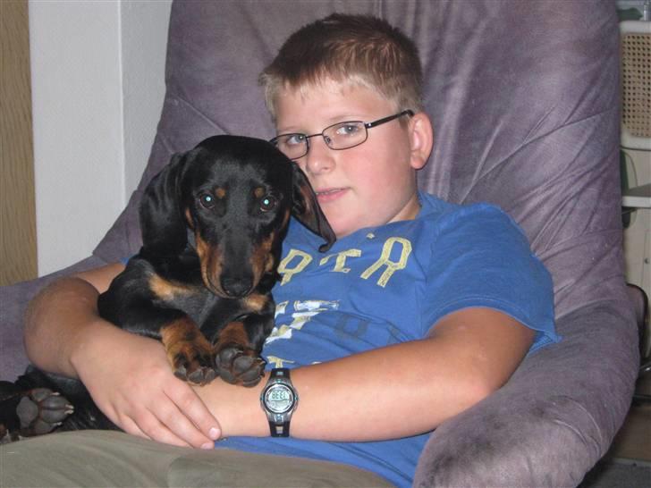 Gravhund Batman billede 4