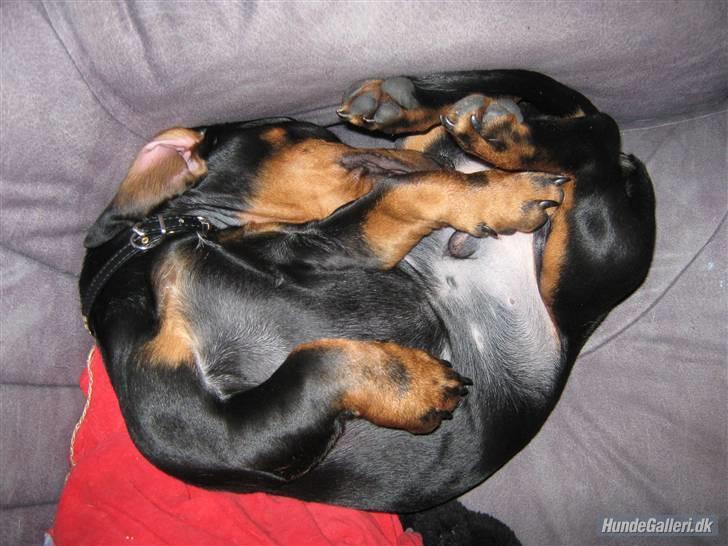 Gravhund Batman billede 10