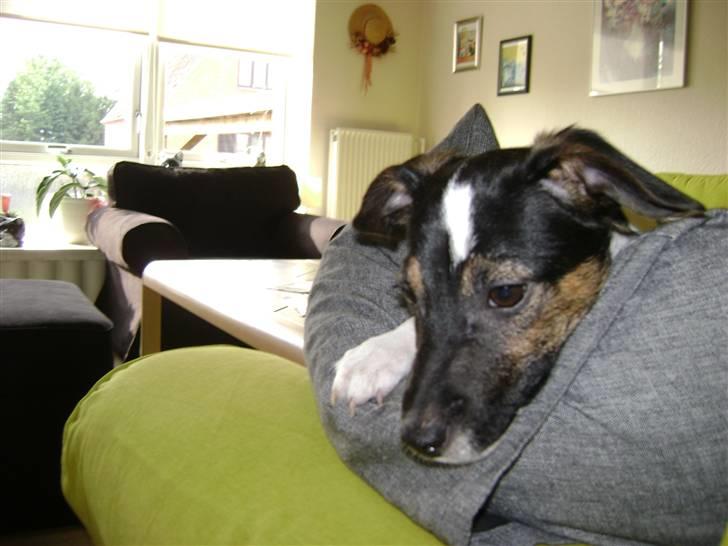 Jack russell terrier Ollie billede 9