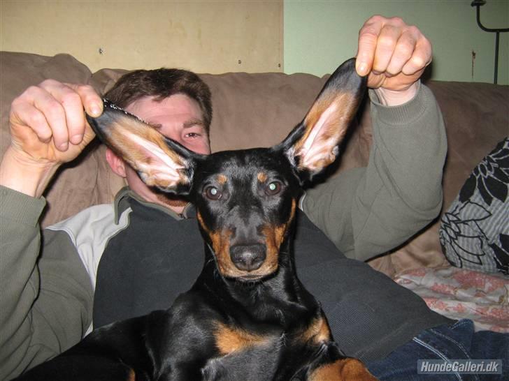 Gravhund Batman billede 3