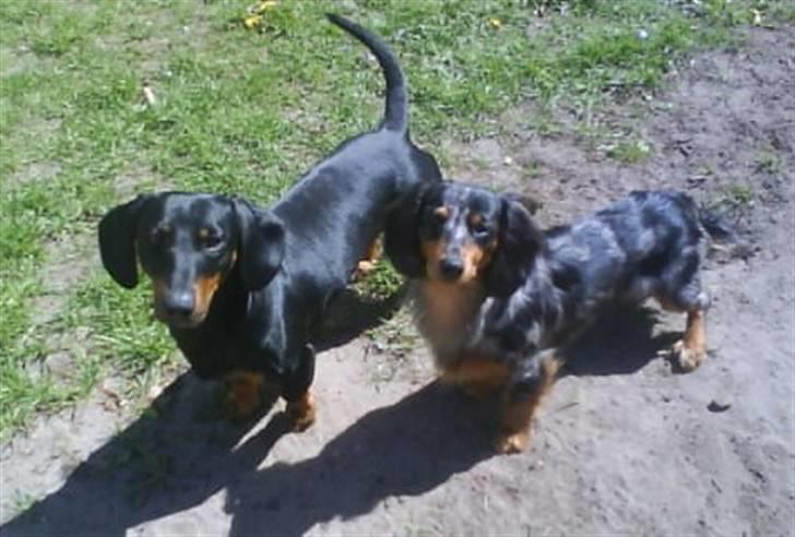 Gravhund Batman billede 5