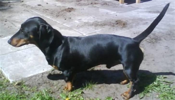 Gravhund Batman billede 6