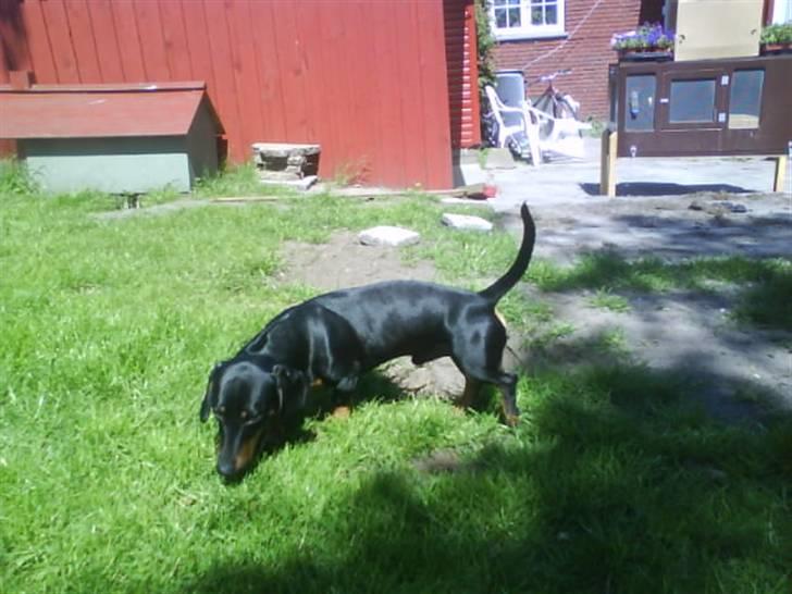 Gravhund Batman billede 7