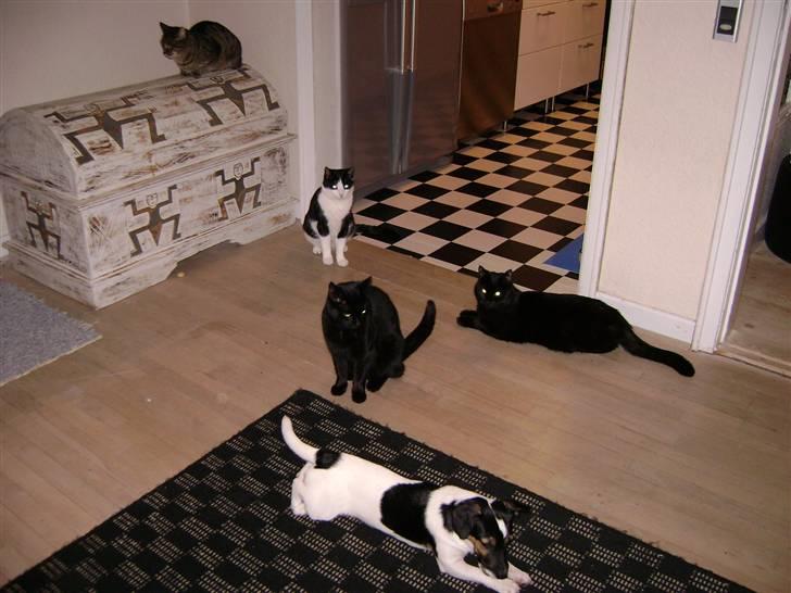 Jack russell terrier Ollie billede 10