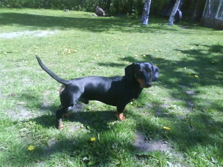 Gravhund Batman billede 8