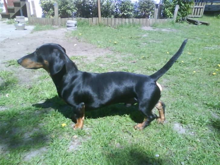 Gravhund Batman billede 9