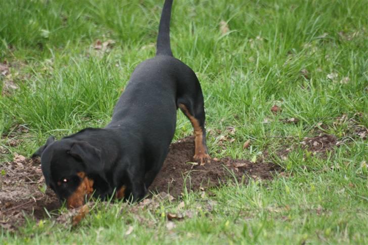 Gravhund Batman billede 1