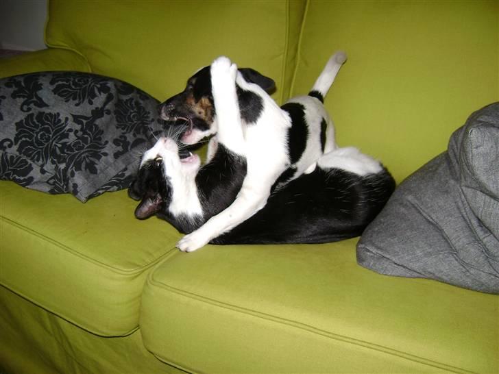 Jack russell terrier Ollie billede 11