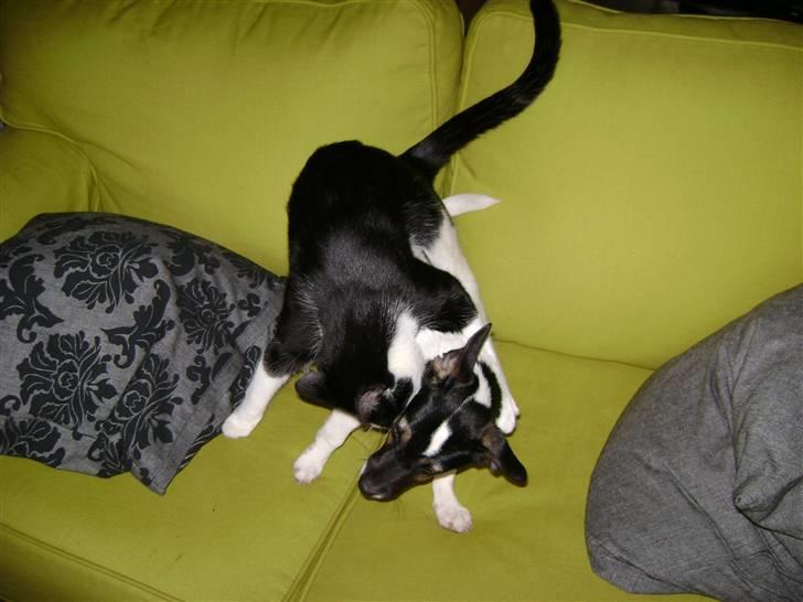 Jack russell terrier Ollie billede 12