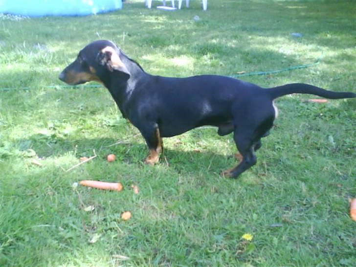 Gravhund Batman billede 11