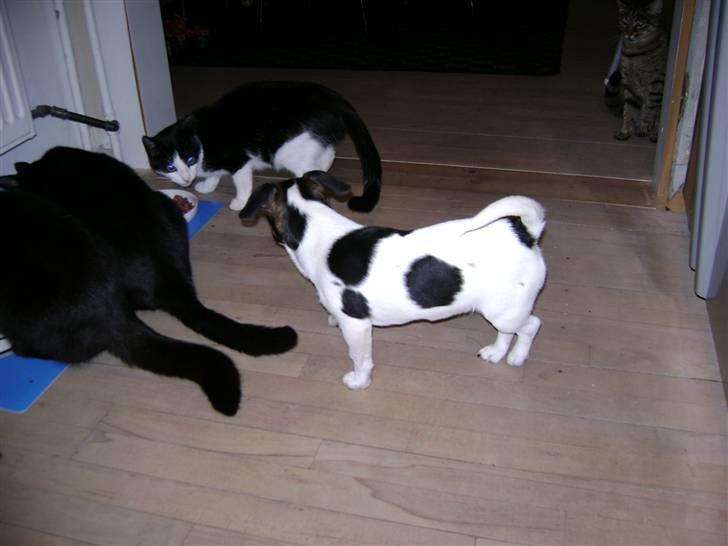 Jack russell terrier Ollie billede 13