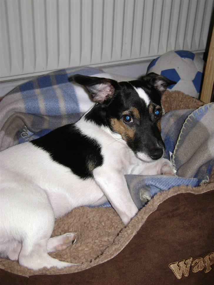 Jack russell terrier Ollie billede 14