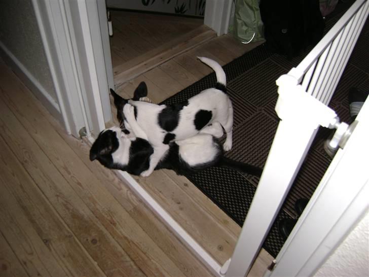 Jack russell terrier Ollie billede 15