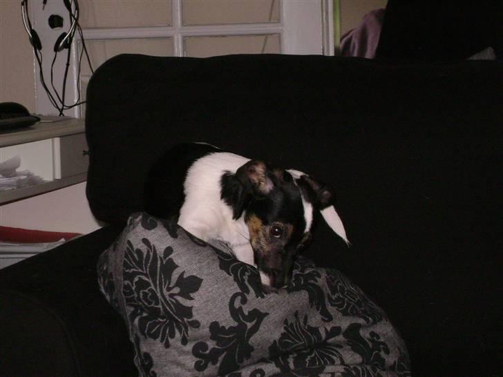 Jack russell terrier Ollie billede 16