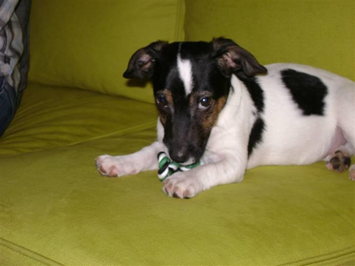 Jack russell terrier Ollie billede 17
