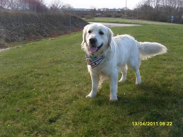 Golden retriever BASSE billede 6