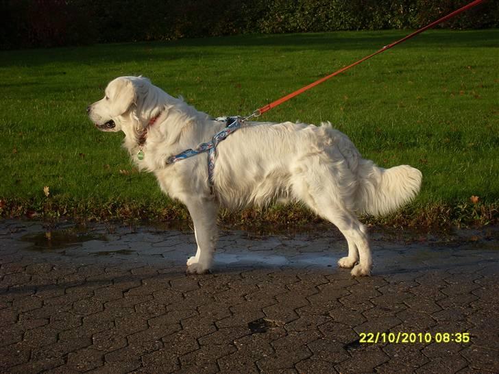 Golden retriever BASSE billede 7