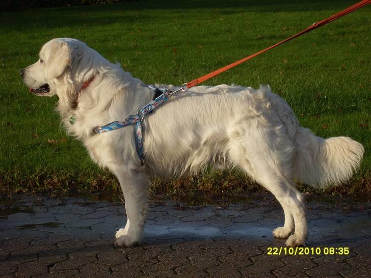 Golden retriever BASSE billede 8