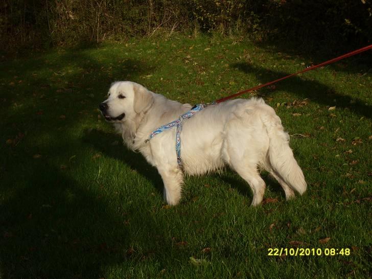 Golden retriever BASSE billede 9
