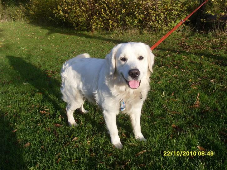 Golden retriever BASSE billede 10