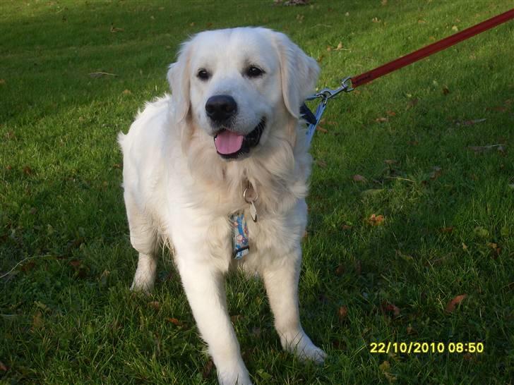 Golden retriever BASSE billede 12