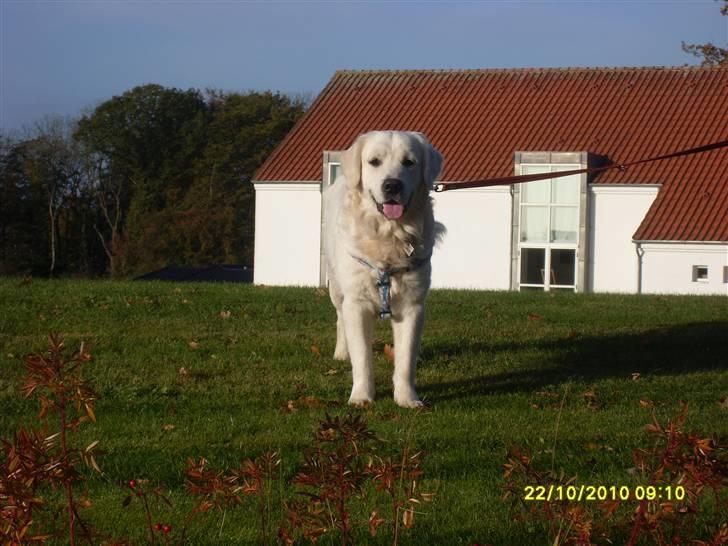 Golden retriever BASSE billede 13