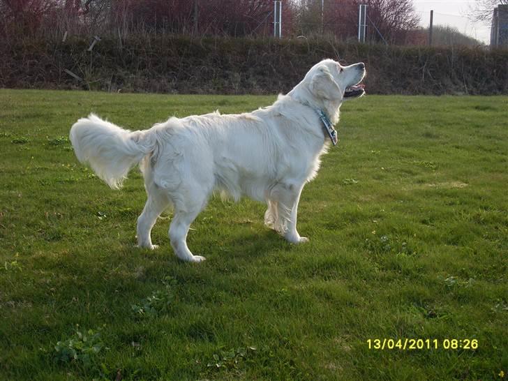Golden retriever BASSE billede 14
