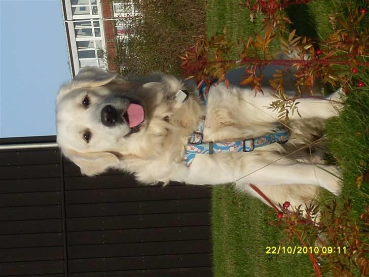 Golden retriever BASSE billede 15