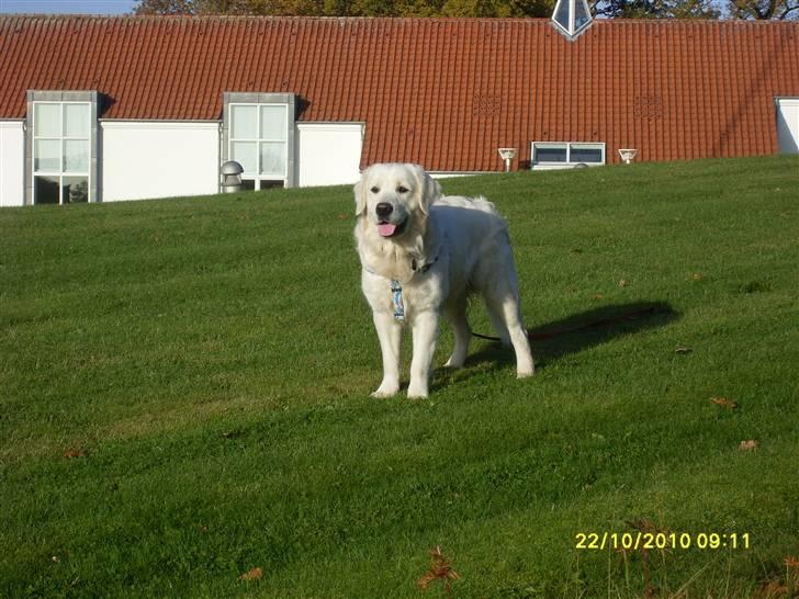 Golden retriever BASSE billede 16