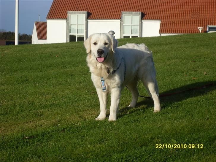 Golden retriever BASSE billede 17