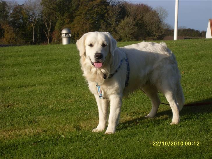 Golden retriever BASSE billede 18