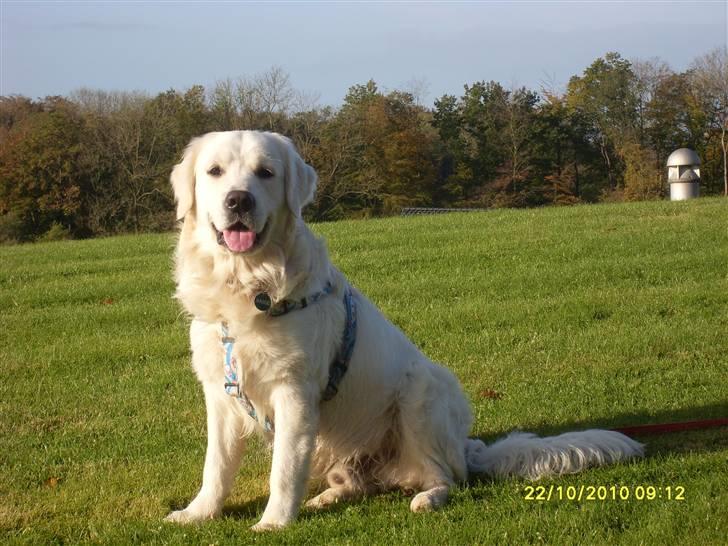 Golden retriever BASSE billede 19