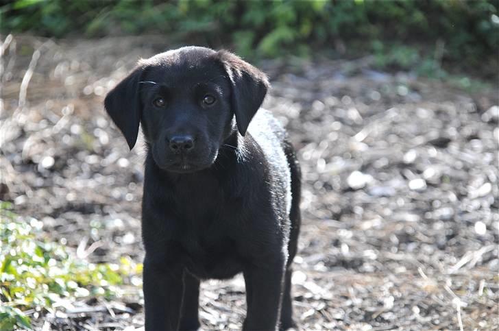 Labrador retriever Spring Swift Lopa - Bernie billede 2