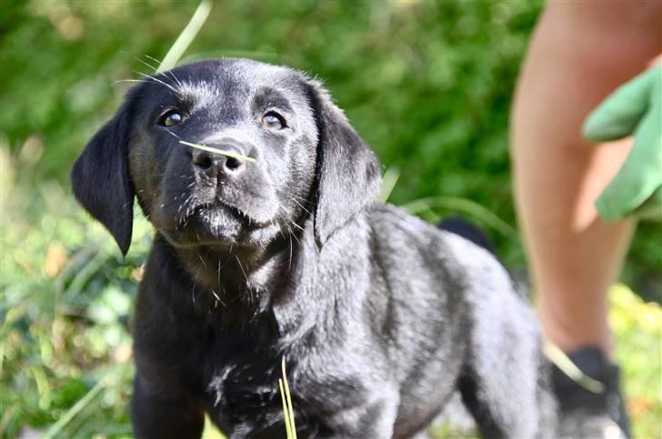 Labrador retriever Spring Swift Lopa - Bernie billede 3