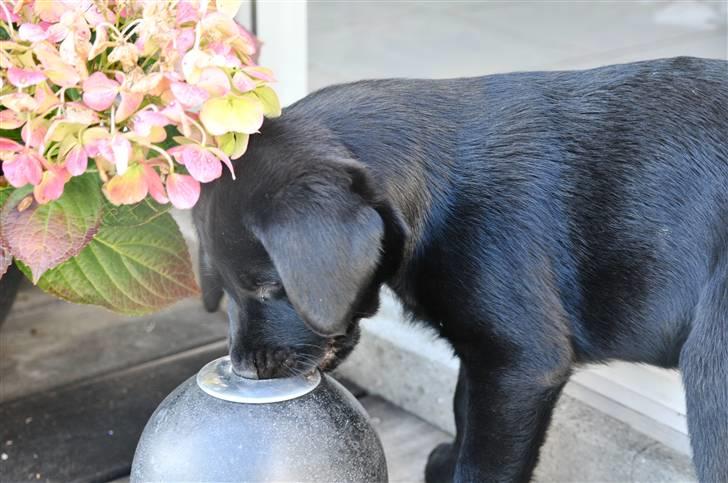 Labrador retriever Spring Swift Lopa - Bernie billede 4