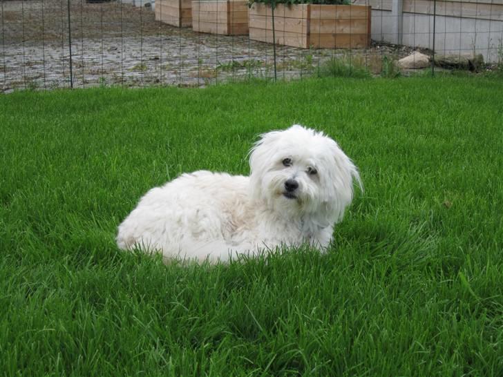 Coton de tulear Buller - Sommer 2010 :D billede 15