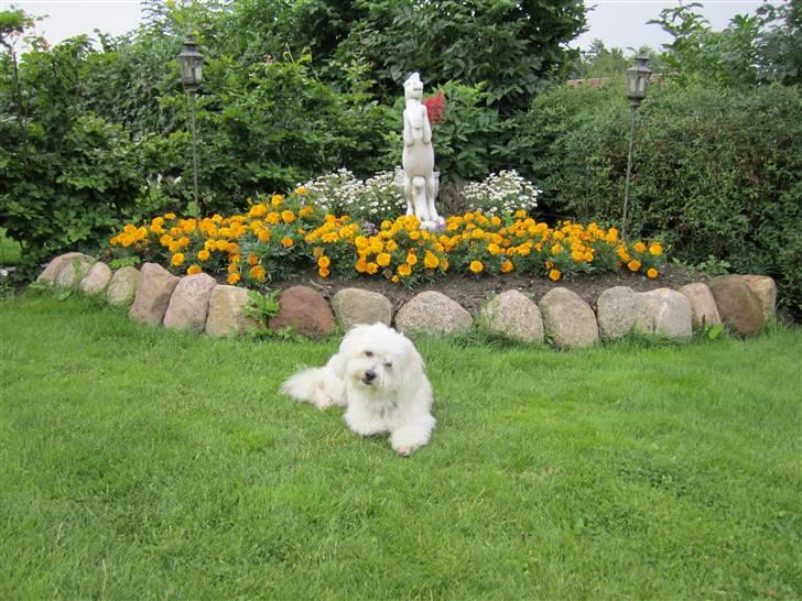 Coton de tulear Buller - Sommer 2010 :D billede 16