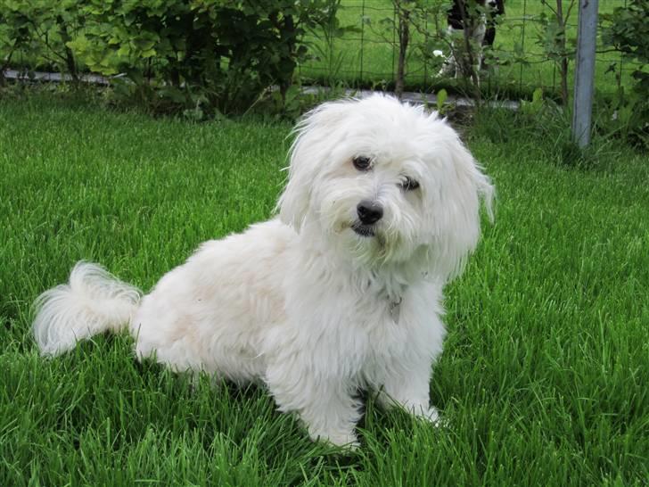 Coton de tulear Buller - Sommer 2010 :D billede 17