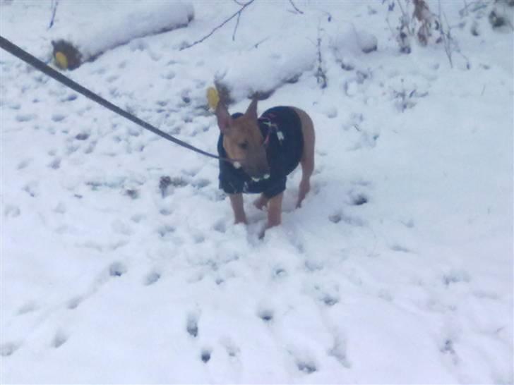 Bullterrier miniature Hazel - Et af mine første møder med sne.... Og jeg brød mig SLET ik om det.. :S billede 4